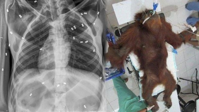 Gambar kondisi orang utan Hope setelah diselamatkan dan gambar hasil X-Ray yang menunjukan 74 bekas tembakan senapan angin bersarang ditubuhnya.