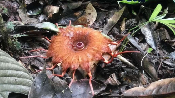 Petugas BKSDA Resor Agam, Sumatera Barat, menemukan 16 individu bunga Rhizanthes lowii saat mensurvei lokasi calon kawasan konservasi esensial di wilayah Kabupaten Agam, Sabtu, 3 Agustus 2019.