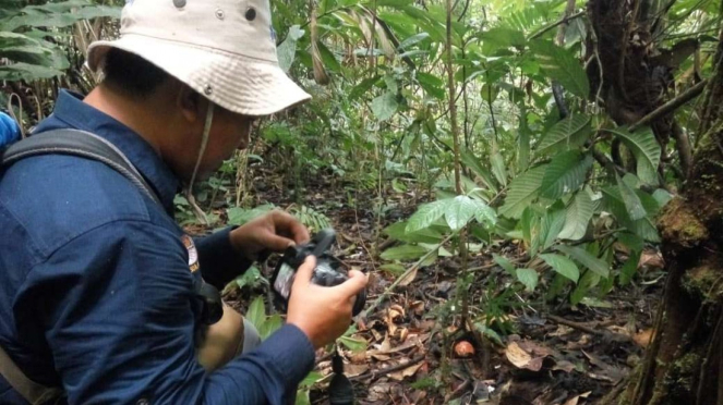 Petugas BKSDA Resor Agam, Sumatera Barat, menemukan 16 individu bunga Rhizanthes