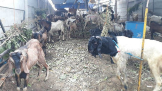 Maling Kambing Qurban, Pria Ini Babak Belur Dihajar Massa