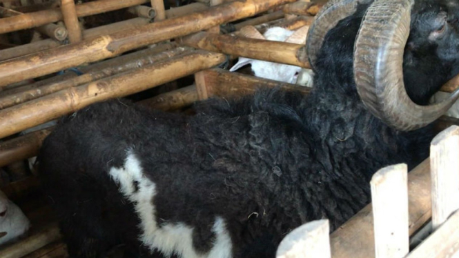 Kambing berlafaz Allah ditawar Rp50 juta