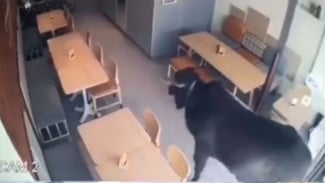 Viral, Sapi Kurban Lepas dan Masuk ke Kafe Sampai Hebohkan Pengunjung