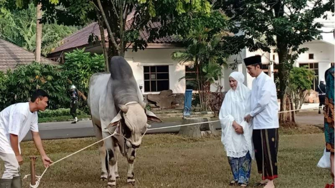 Presiden Jokowi kurbankan seekor sapi 1002 Kilogram ke warga Bogor