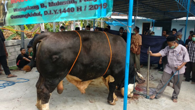 Sapi seberat 1,1 ton sumbangan Presiden Joko Widodo