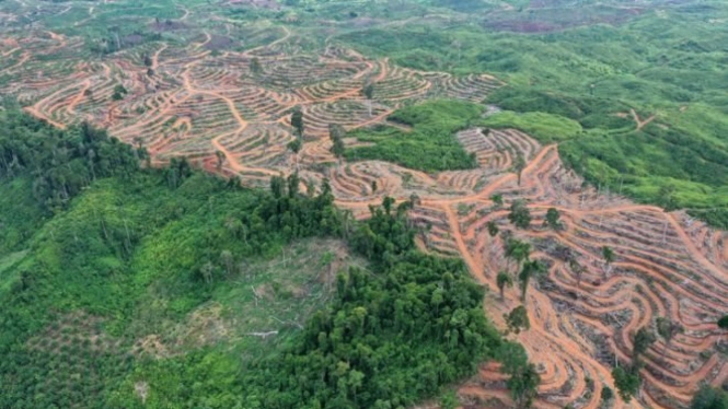 Hutan Indonesia dibabat untuk perkebunan kelapa sawit.-EPA