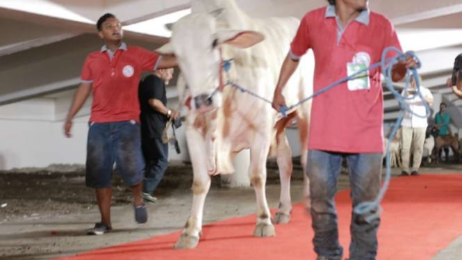 Sapi kurban Jokowi melewati karpet merah di Masjid Al Akbar Surabaya, Jawa Timur, pada Senin, 12 Agustus 2019.