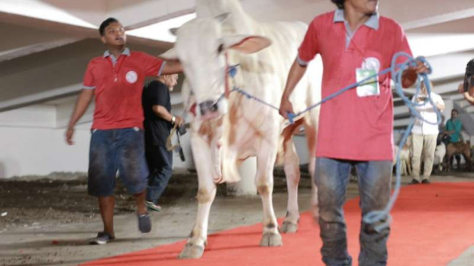 Sapi kurban Jokowi melewati karpet merah di Masjid Al Akbar Surabaya, Jawa Timur, pada Senin, 12 Agustus 2019.