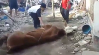Viral, Detik-detik Pria Tewas di Atas Sapi yang Akan Disembelihnya