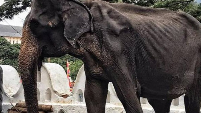 Foto foto Menyedihkan Gajah Kurus Disiksa Setiap Hari 