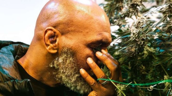 Mike Tyson dan bisnis ganja miliknya.