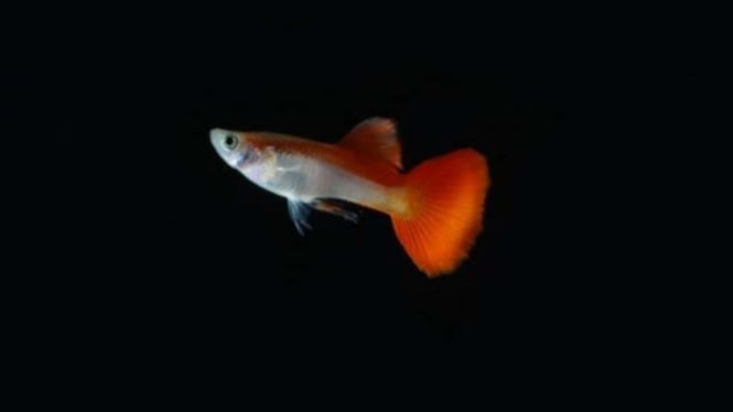 Ikan Guppy merah putih