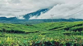 Optimalkan Aset di Kawasan Puncak, PTPN I Bakal Bangun Destinasi Ekowisata & Edukasi Lingkungan