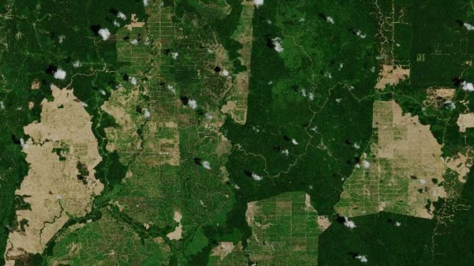 Citra satelit luar angkasa lahan perkebunan kelapa sawir di Kalimantan Timur