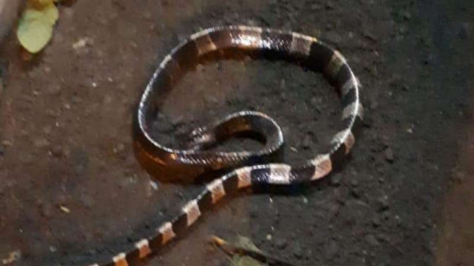 Seorang satpam tewas digigit ular di sebuah perumahan di Serpong.