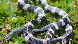 ¡Trágico!  Un bebé recién nacido muere tras ser mordido por una serpiente, los peligros y cómo afrontar la mordedura