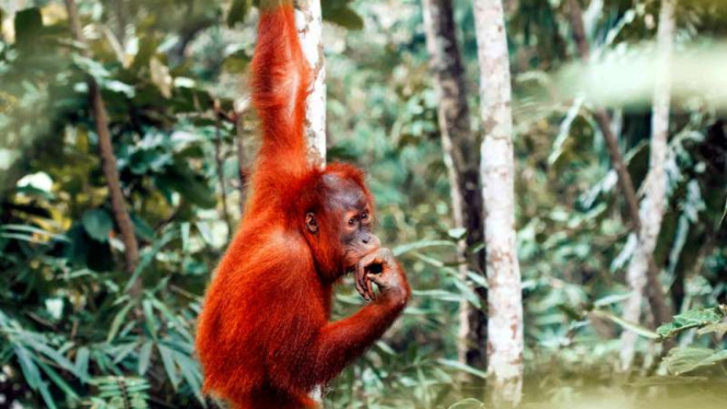 Orangutan di Taman Nasional Gunung Leuser.