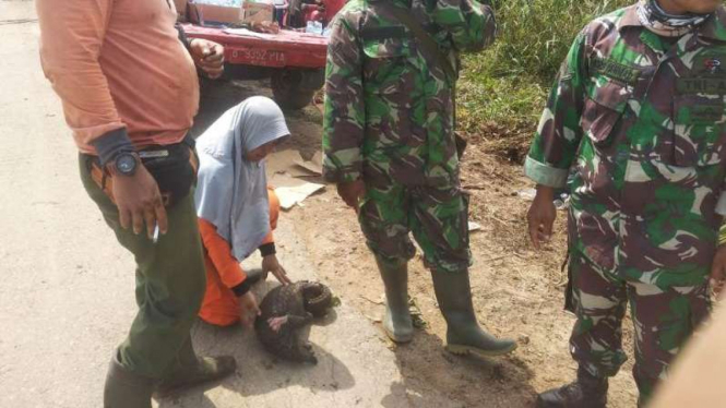 Trenggiling ditemukan di lokasi karhutla di Kalimantan Barat.