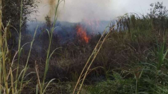 Api membakar ratusan hektare lahan di Kabupaten Ketapang.