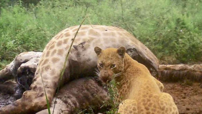 Unduh 770 Koleksi Gambar Gajah Sedang Makan Terbaik 