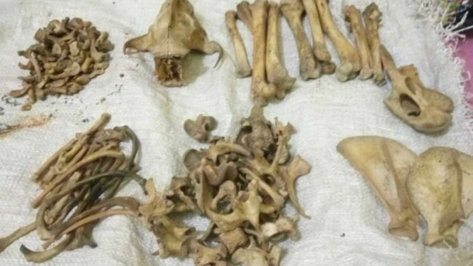 Puluhan potongan tulang belulang harimau Sumatera