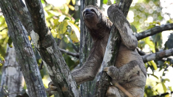 Hewan lambat seperti kungkang ini kemungkinan kecil akan bisa lari menyelamatkan diri dari api - Getty Images