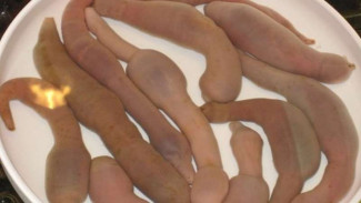 Makanan Ekstrem Korea Selatan, Ikan Penis hingga Sosis Darah Babi