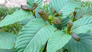 Dilarang BNN, Tanaman Kalimantan Kratom Bisa Picu Kecanduan