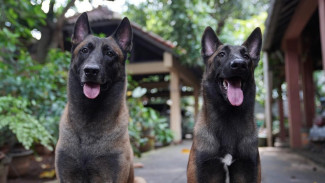 Berita Terbaru Anjing Galak Kumpulan Berita Terbaru Anjing Galak