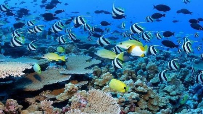 Ekosistem Laut Indonesia yang terancam