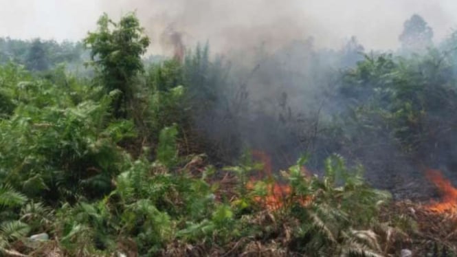 Kebakaran hutan di Jambi semakin meluas, Selasa, 3 Agustus 2019.