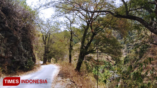 Salah satu akses menuju Desa Wonoboyo Kecamatan Klabang Bondowoso, tampak hutan di kanan kiri jalan (FOTO: Moh Bahri/TIMES Indonesia)