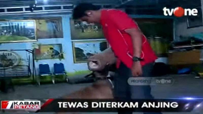 Mengenal anjing jenis Belgian Malinois yang bunuh pembantu.