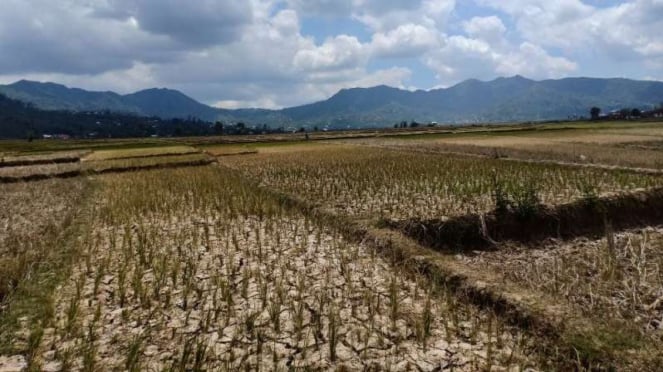 Grave sequía en los arrozales del distrito de Ruteng, Manggara Regency, NTT. (Foto ilustrativa).