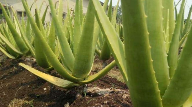 Aloe Vera atau Lidah Buaya