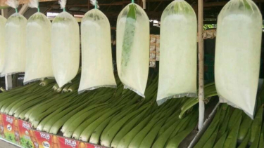 Warga Pontianak Olah Tanaman Lidah Buaya Jadi Teh Teabang