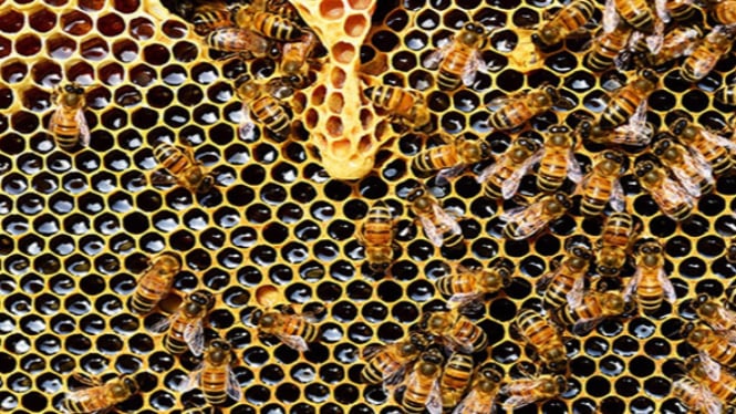 Sarang lebah Madu