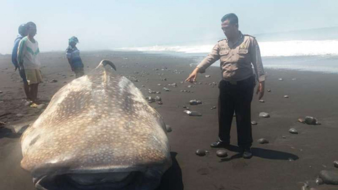 Ikan hiu paus tutul terdampar di pantai di Lumajang, Jatim.