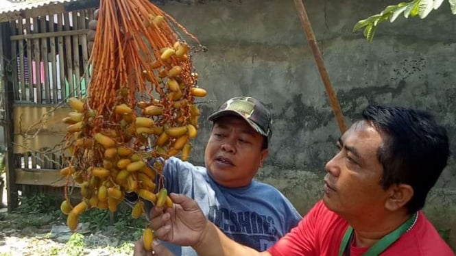 Pohon kurma yang berbuah di Bogor, Jawa Barat.