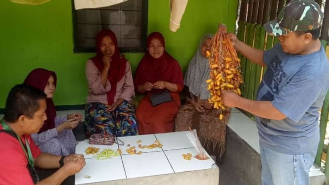 Pohon kurma yang berbuah lebat di Bogor, Jawa Barat.