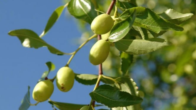 Pohon dan buah bidara