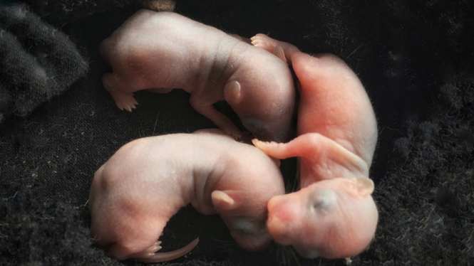 Researchers want to start implanting embryos of human-animal chimeras in mice - Getty Images