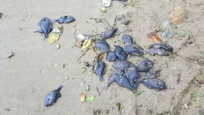 Ribuan ikan ditemukan mati di Pantai Rutong sejak Sabtu, 14 September 2019.