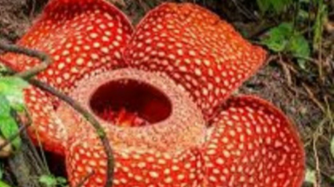 Rafflesia patma mekar di Kebun Raya Bogor