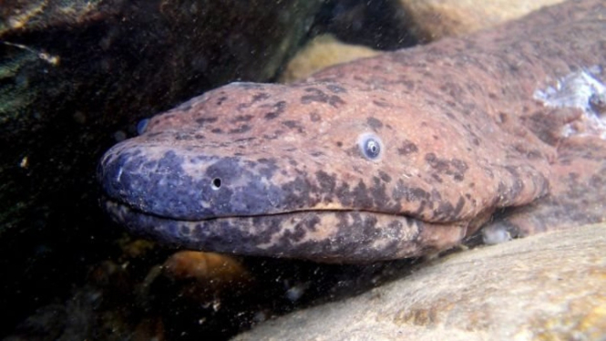 Salamander raksasa: Bukan hanya satu, tetapi tiga spesies. - BEN TAPLEY/ZSL