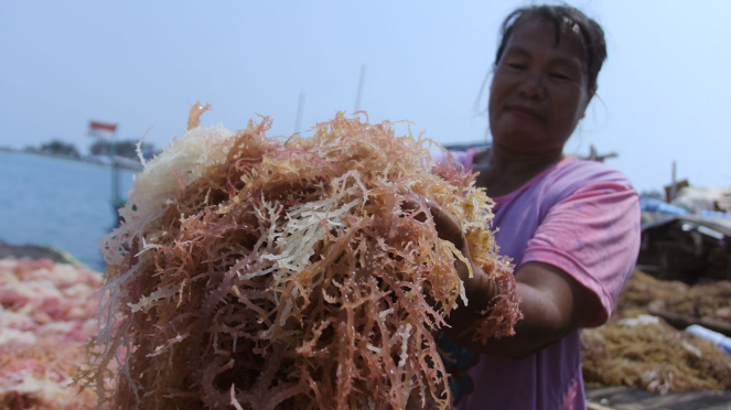 Cultivo de algas marinhas na Ilha Panggang