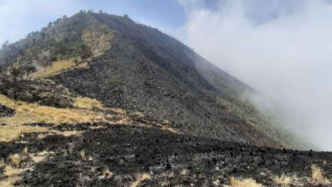 Kawasan konservasi bunga Edelweis yang terbakar di Gunung Merbabu, Jawa Tengah.