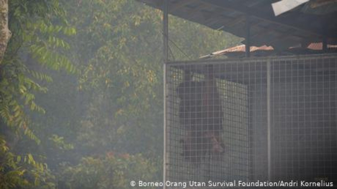 Borneo Orang Utan Survival Foundation/Andri Kornelius.