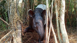 Kisah Tapir Terperangkap Jebakan di Tengah Hutan Berkabut Asap