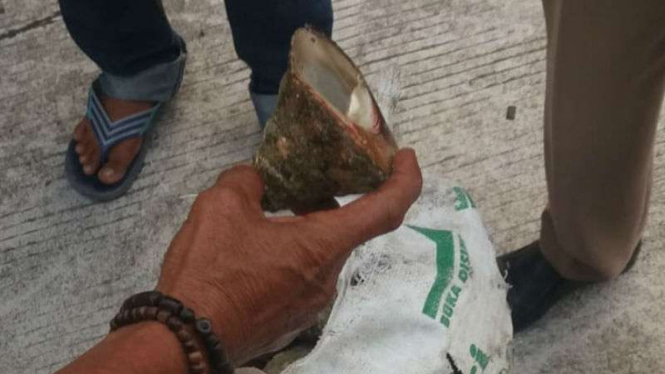 Penyelundupan 7 ton kerang Lola digagalkan