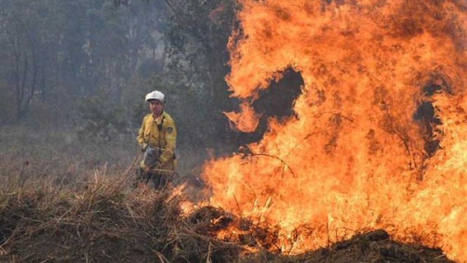  Belajar  Cara  Australia Atasi Kebakaran  Hutan  Tanpa Air